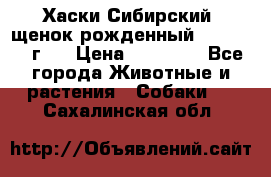 Хаски Сибирский (щенок рожденный 20.03.2017г.) › Цена ­ 25 000 - Все города Животные и растения » Собаки   . Сахалинская обл.